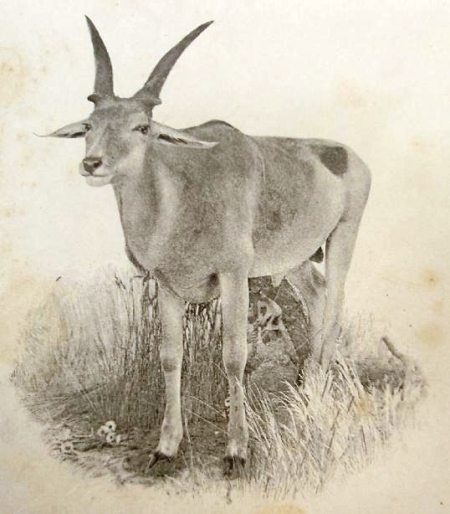 Holub_biblio_Vzácná antilopa losí ze Zambesie
