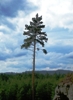 VÝROČÍ: 10. 4. 1872 proběhl poprvé „Den stromů“